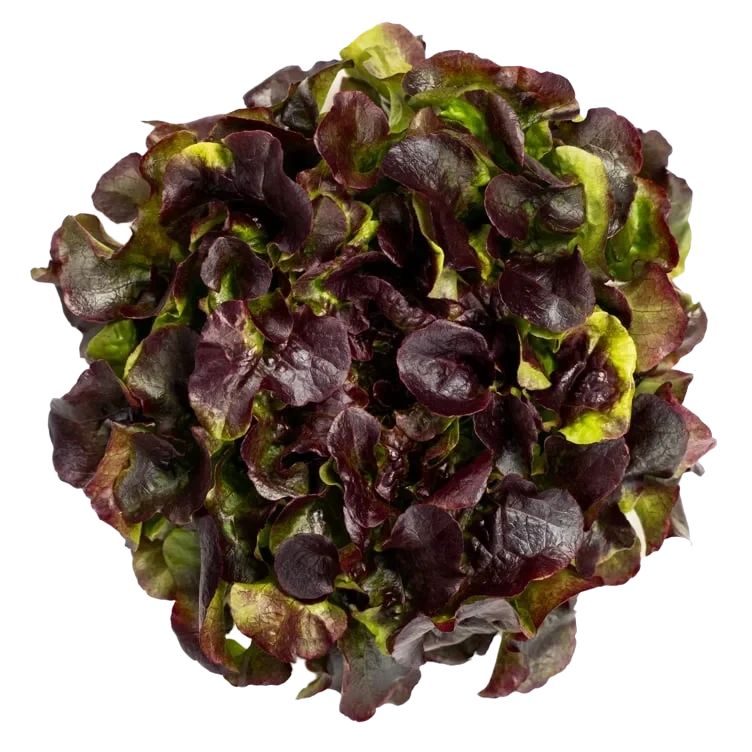 Red Oak Løsvekt Salat Spiseklar Rød Ekeblad 1.5kg Onna
