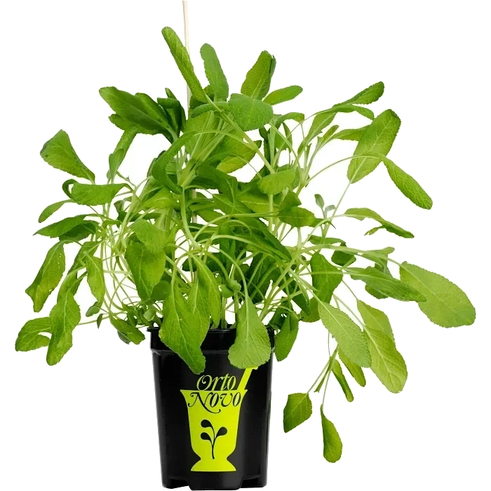 Salvia i kruka 1-p KRAV Orto Novo