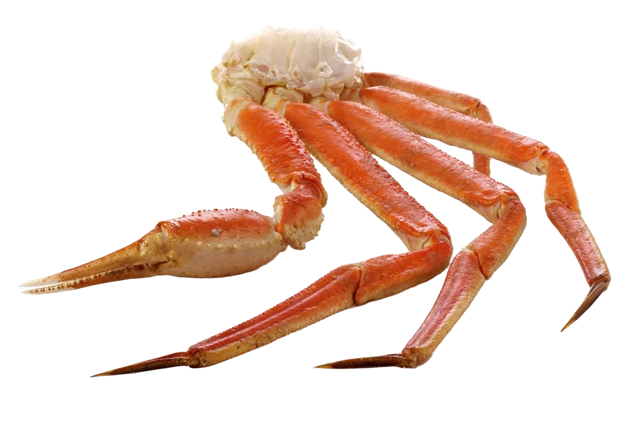 Snow crab (sektioner)