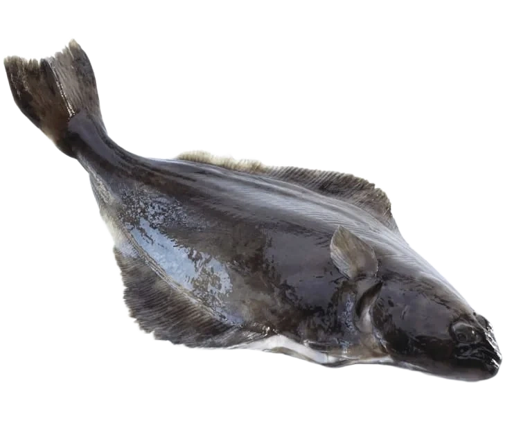 Kveite Villfanget hel pr Kg