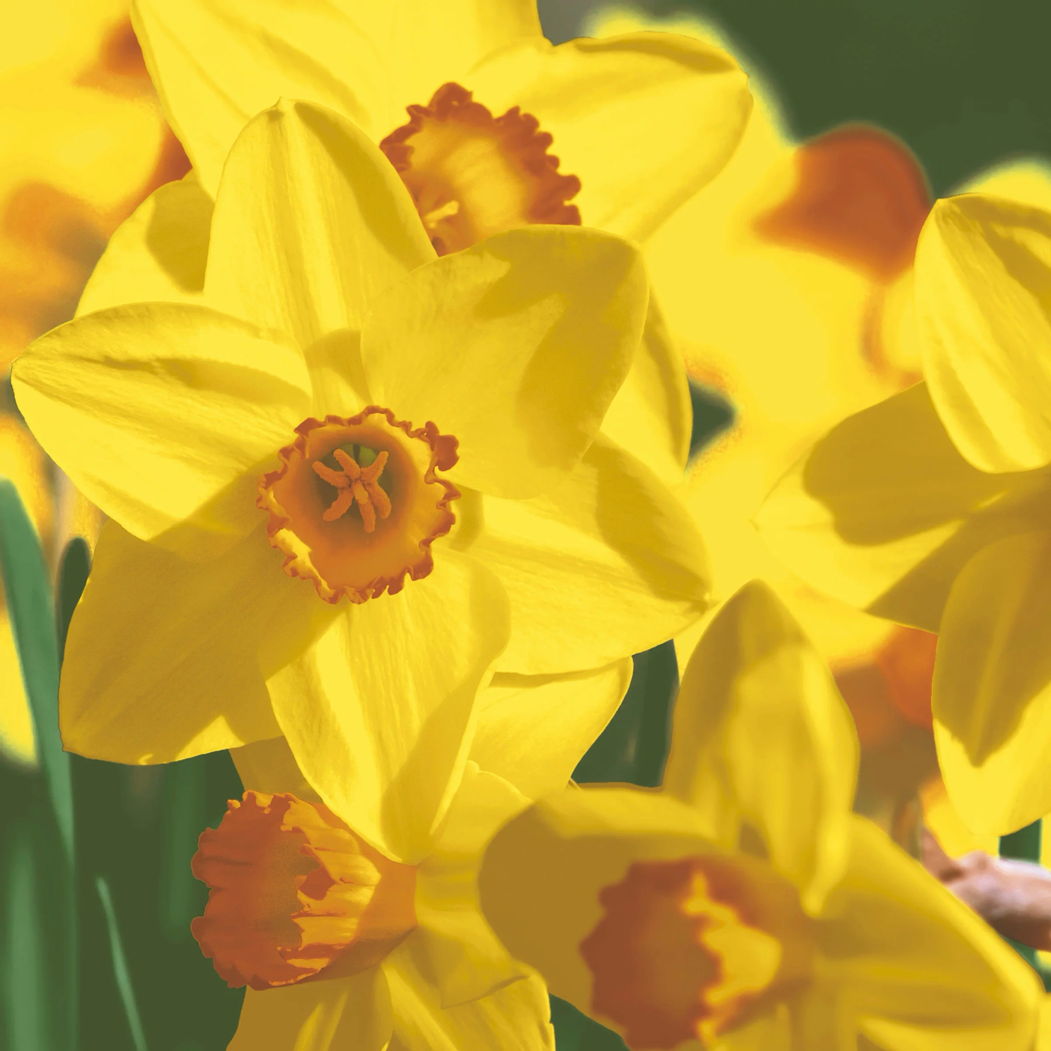 Tissueserv Yellow