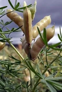 Nordisk Råvara Lupin Mirabor, skalad