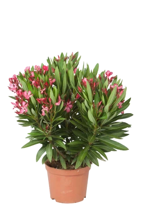 Nerium Oleander 14cm Potte