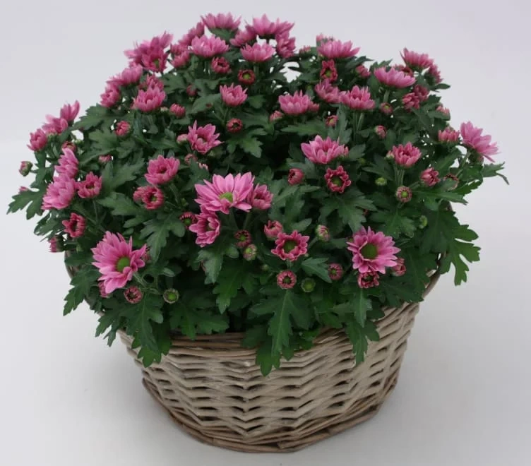 Krysantemum 17cm m/Kurv