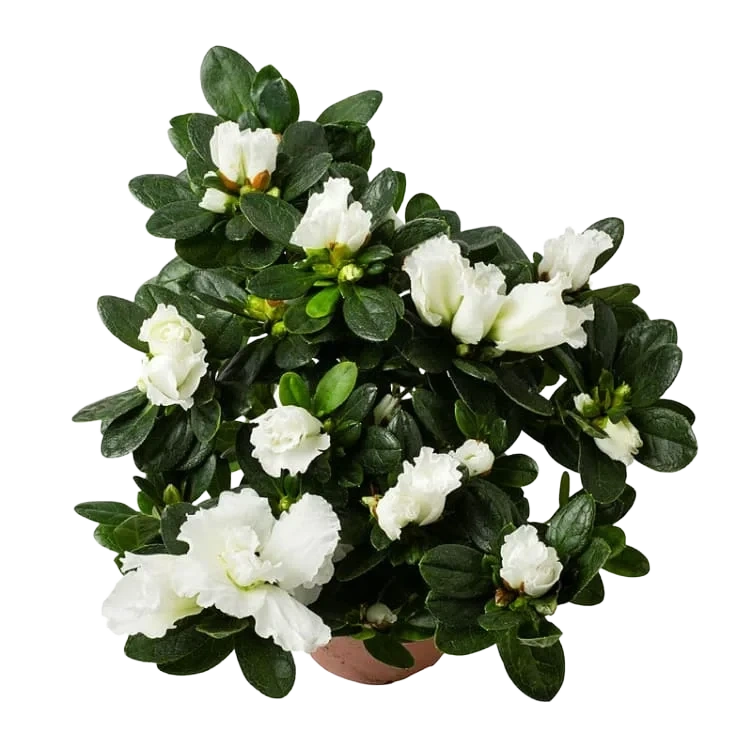 Azalea Hvit 12cm