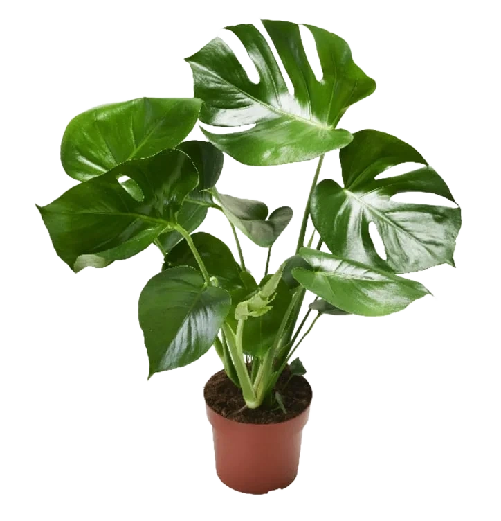 Monstera 17cm
