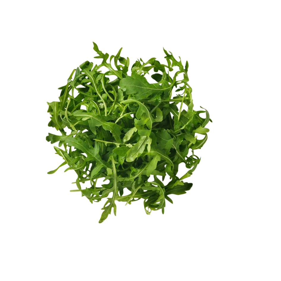 Ruccola