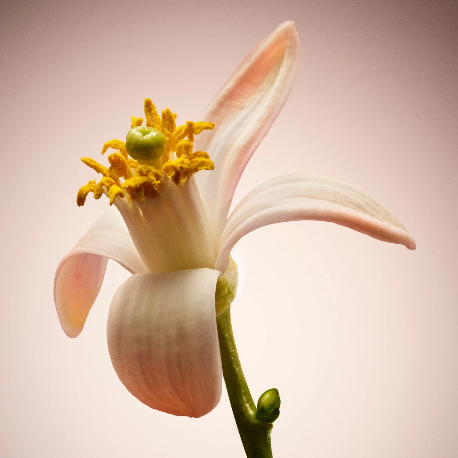 Hugo Boss The Scent For Her Le Parfum