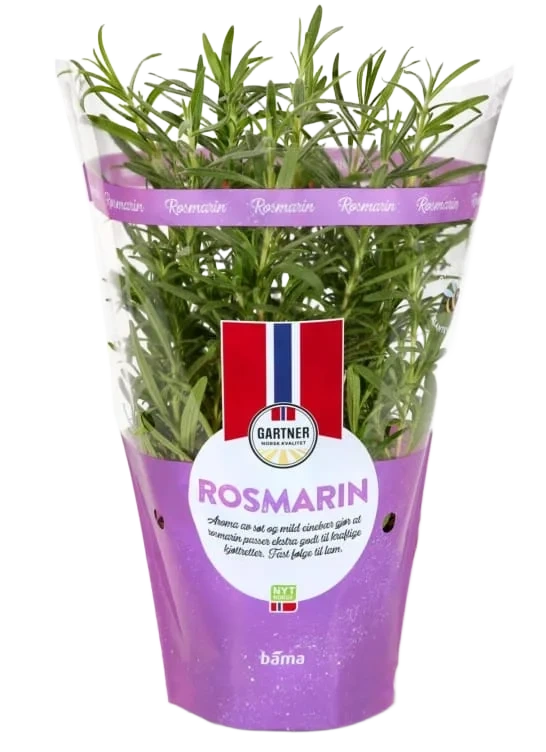Rosmarin 12cm Stor Potte
