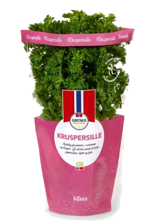 Kruspersille 6,5cm Potte Gartner