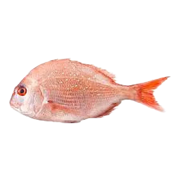 Dorade Rose Oppdrett pr Kg