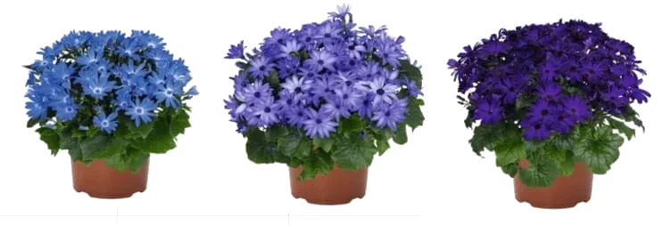 Cineria 12cm