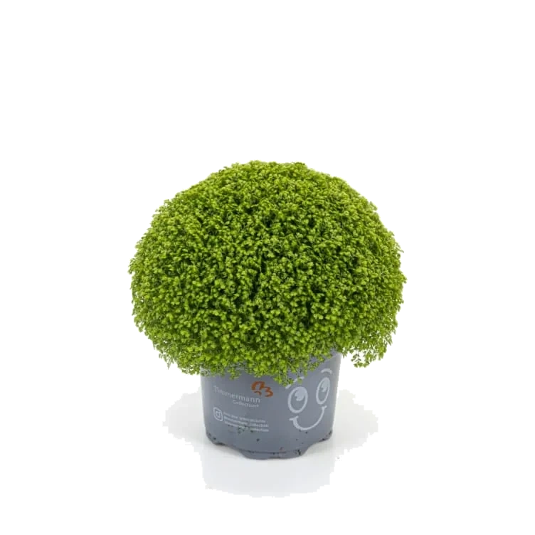 Selaginella 11cm