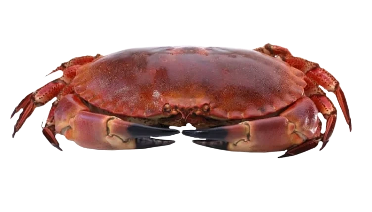 Kokt krabbe bestilles pr stk á ca. 500g