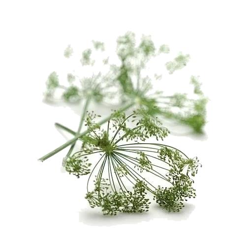 Krondill bunt 150g   stk