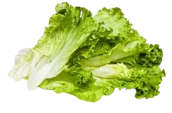 Bama FS Gröna Hela blad