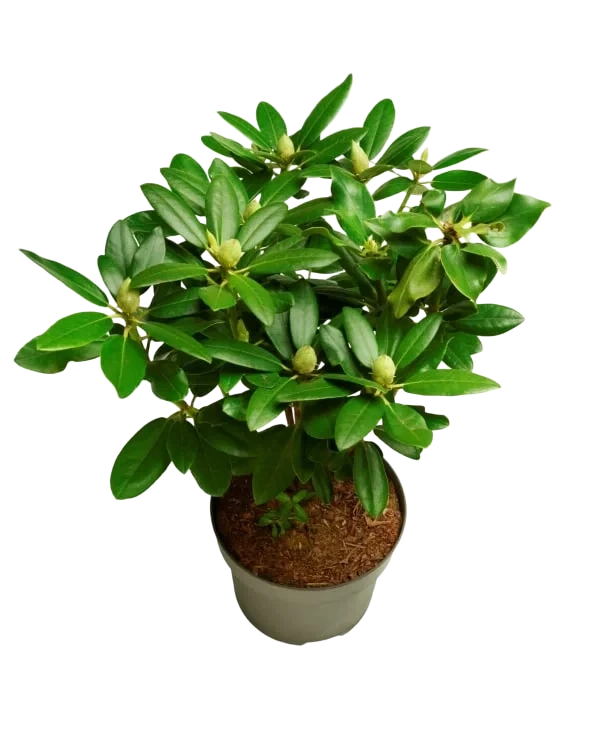 Rhododendron 21cm