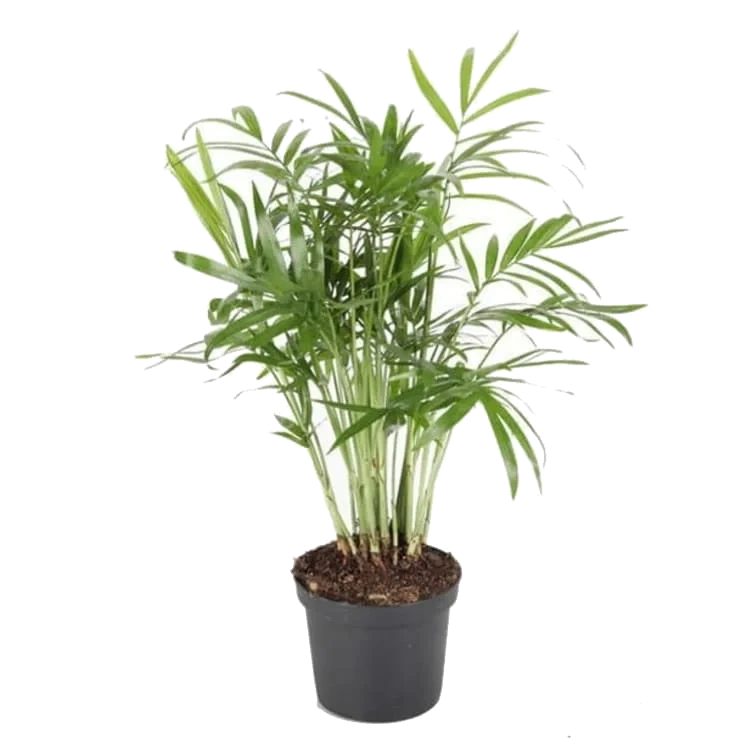 Chamaedorea 9cm