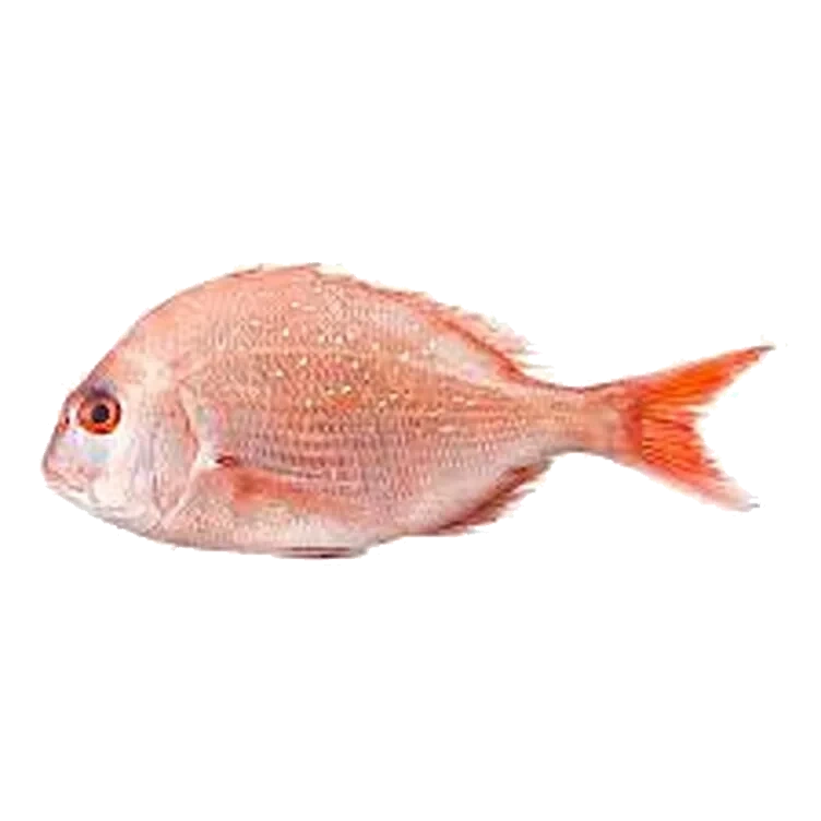 Dorade Rose Oppdrett pr Kg