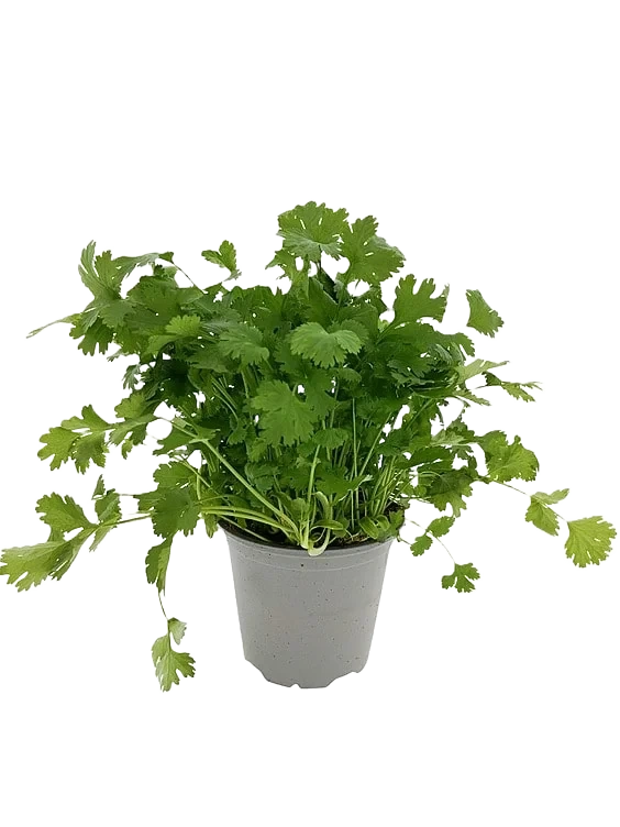 Koriander 650g Ravnsborg