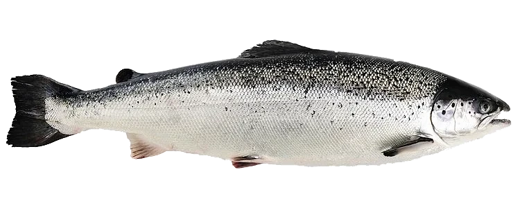Laks hel 3-4kg  kg