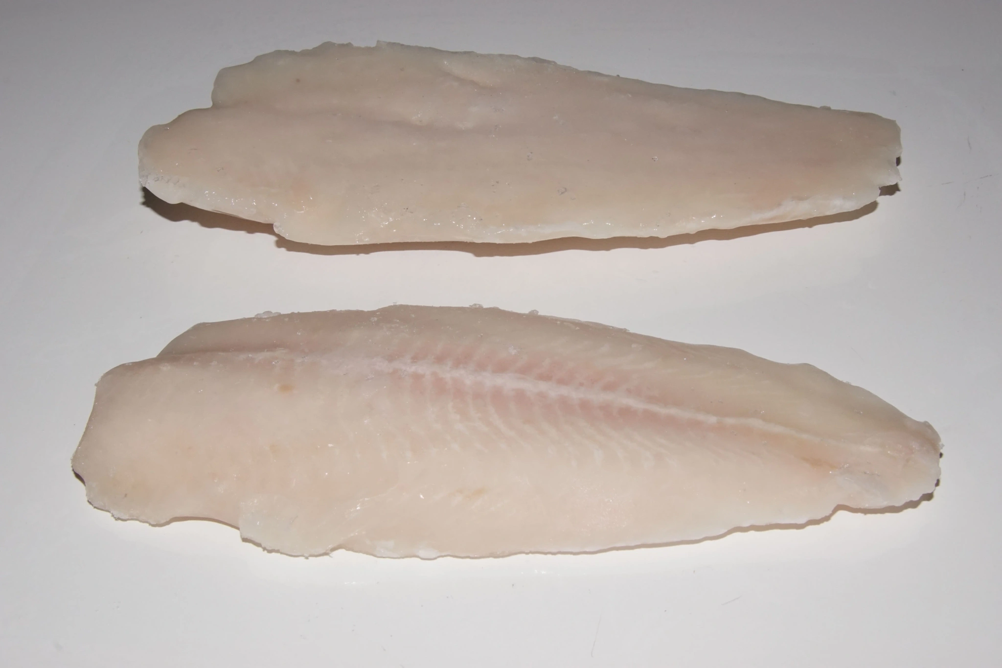 Pangasius