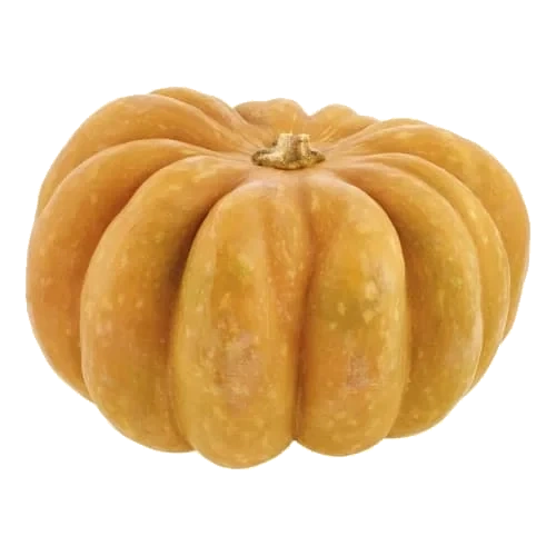 Pumpa Muskat