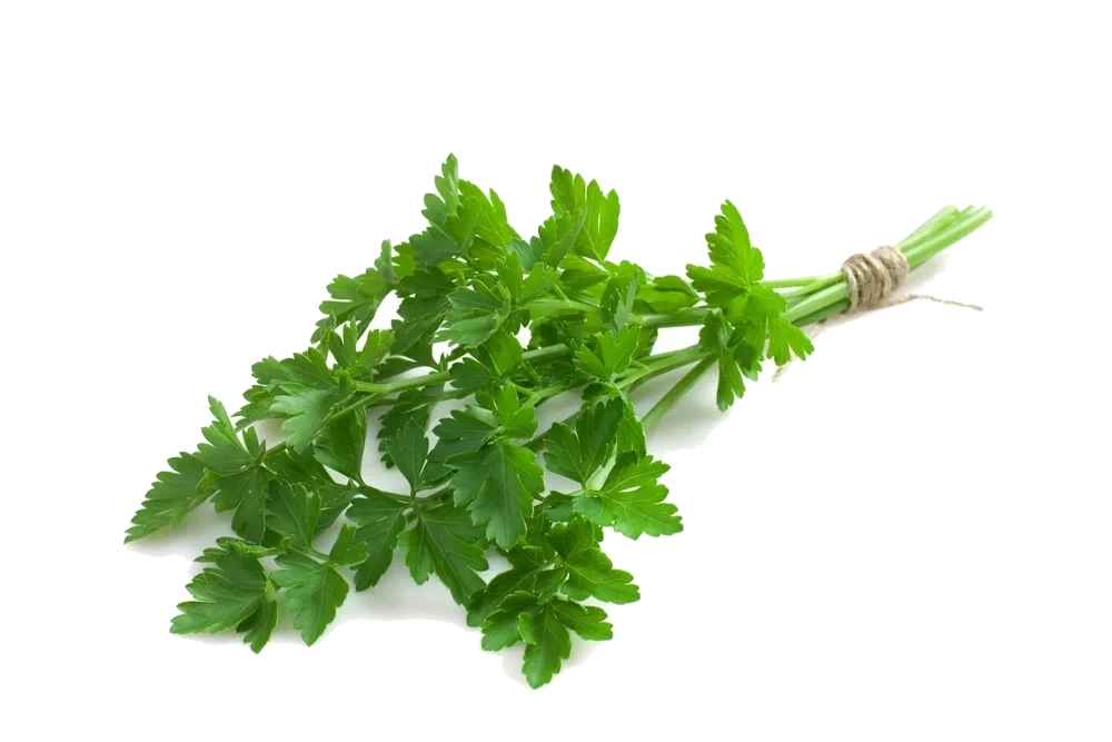 Fersk Bladpersille i Pose, Etiopia/ Italia, 20 g