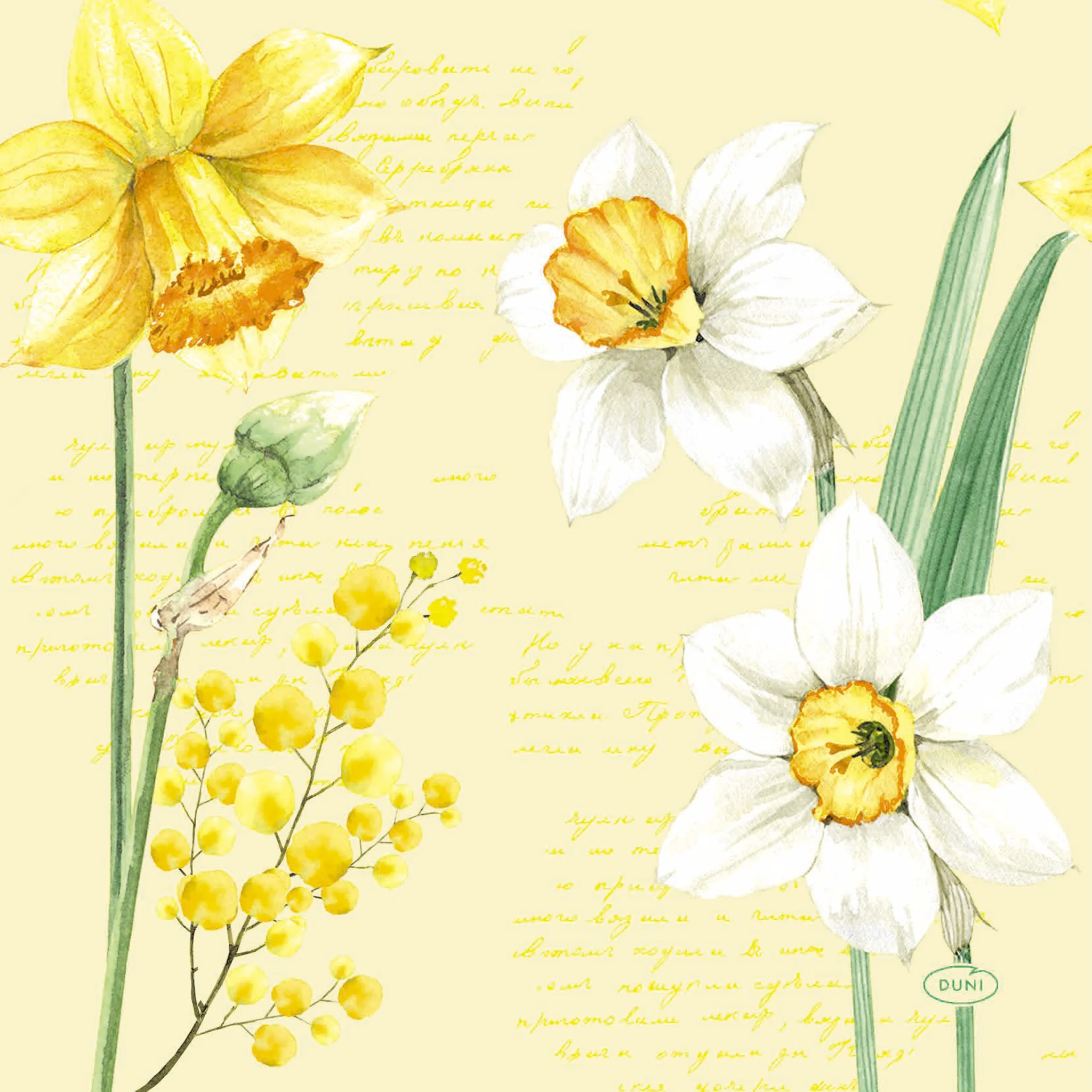 Tissueserv Spring D