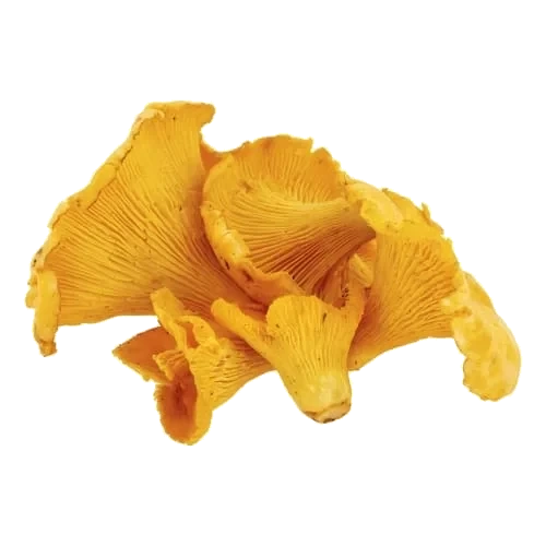 Kantareller Import Klass 1