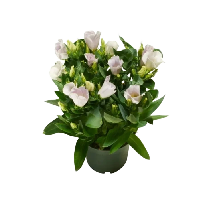 Lisianthus 12cm