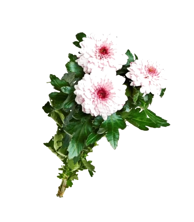 Chrysanthemum 3 pakke