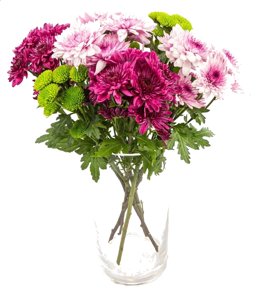 Krysantemum mix