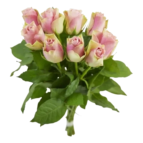 Rosor 9-pack 40cm