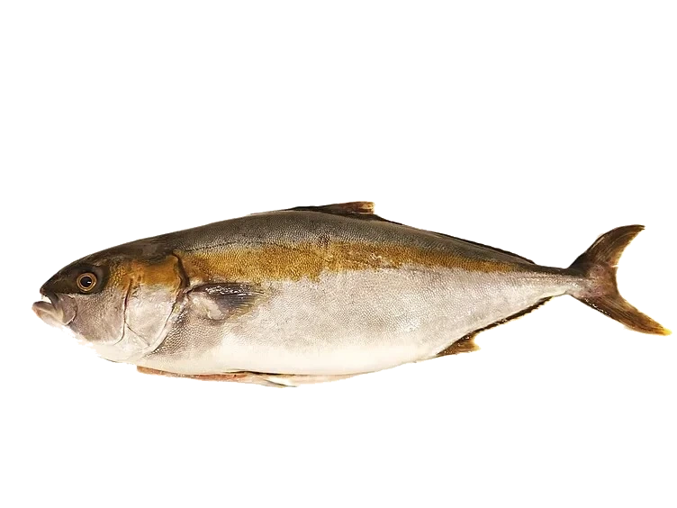 Kingfish hel Villfisk pr Kg