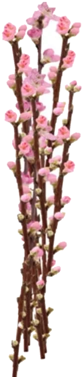 Ferskengrener Prunus