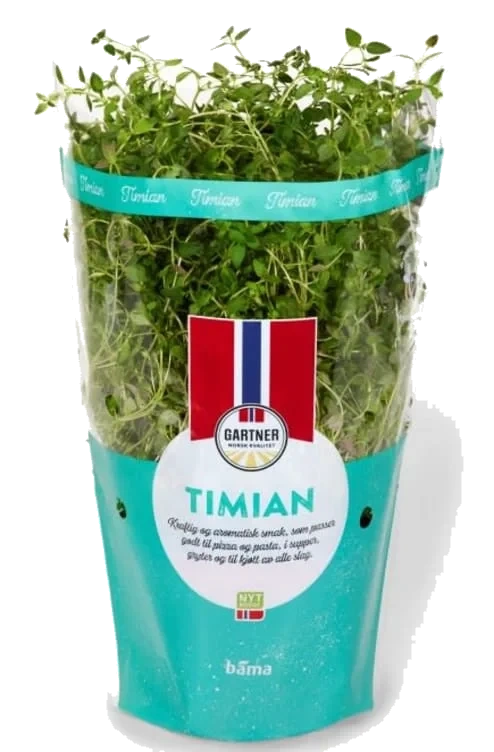 Timian I Potte