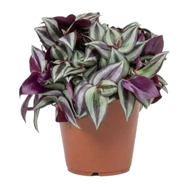 Tradescantia 12cm