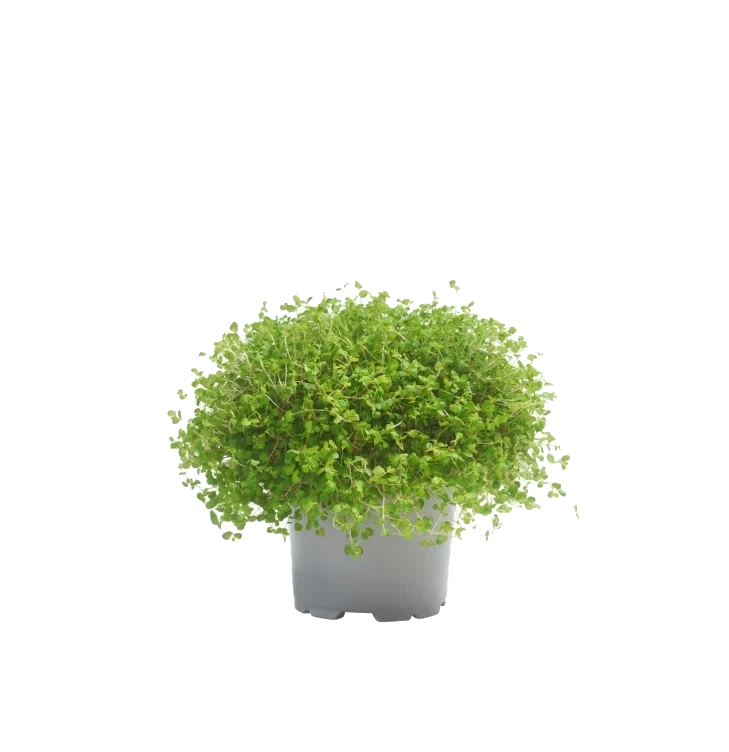 Husfred 13cm
