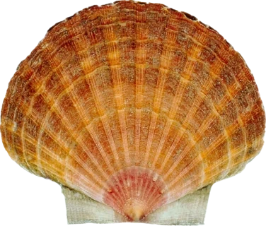 Kamskjell Levende Superior 2stk