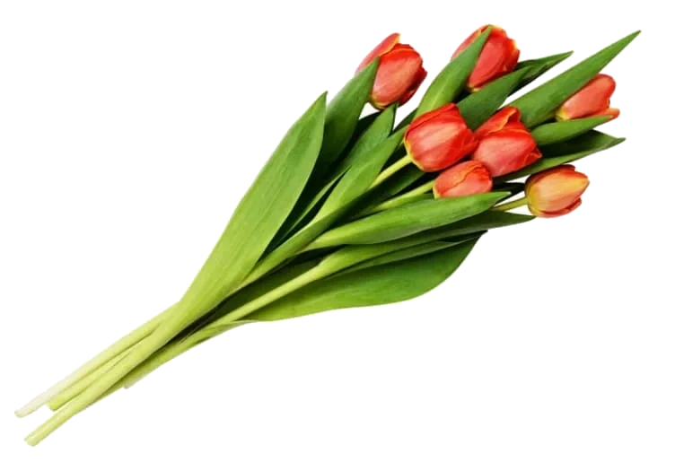 Tulipaner 7pk