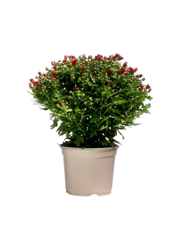 Chrysanthemum Friland Stor P19