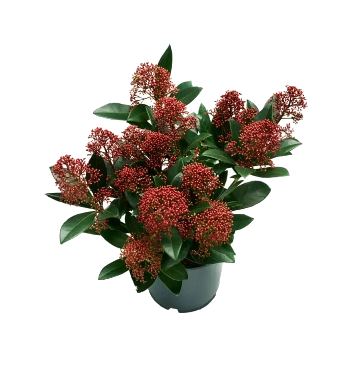 Skimmia 13cm