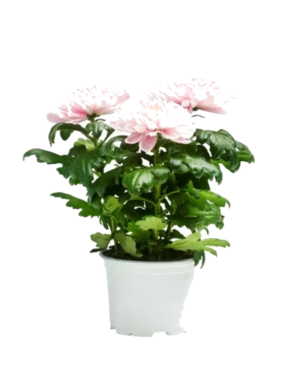 Chrysanthemum Candy P12 3pp