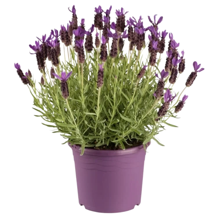 Lavendel 17cm
