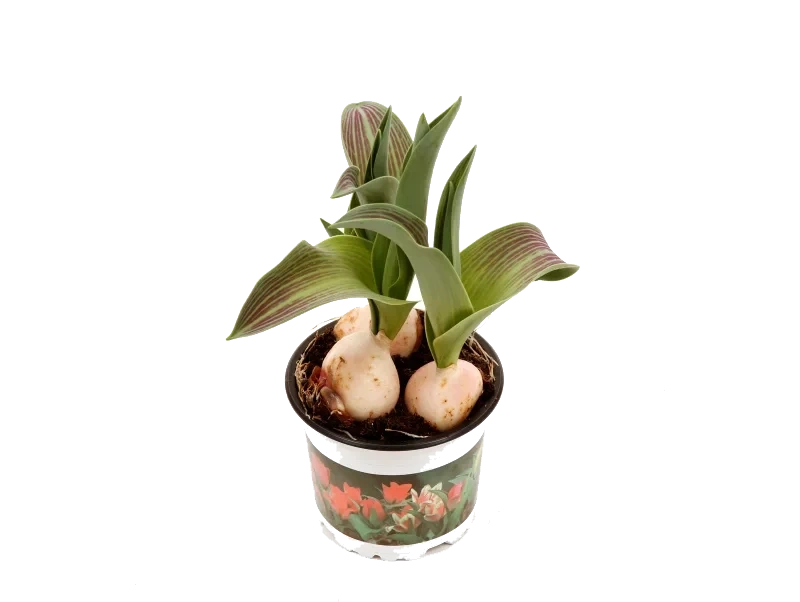Tulipaner i Potte