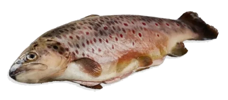 Jølsterørret pr Kg