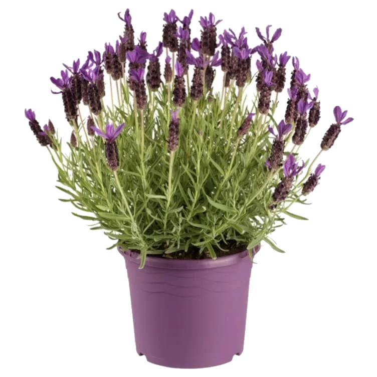 Lavendel 17cm