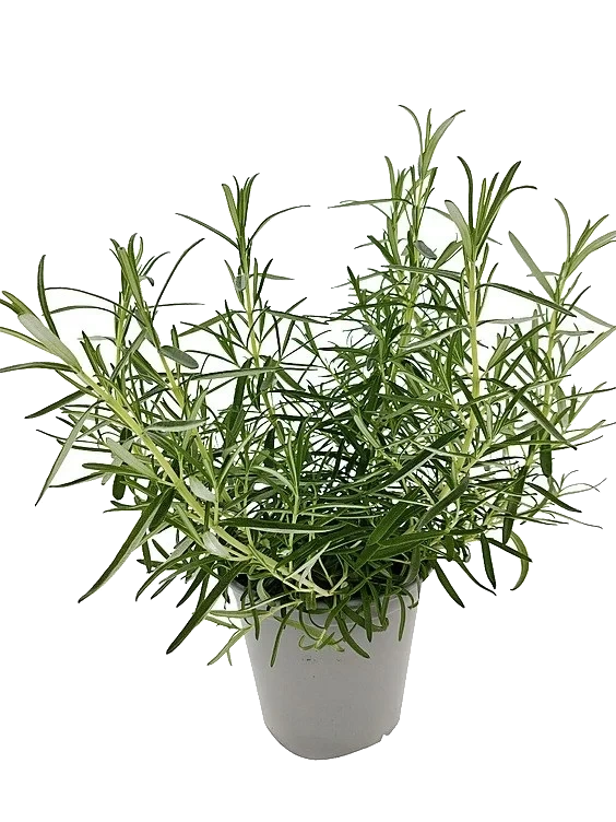 Rosmarin Abraxmaxx 650g Ravnsborg