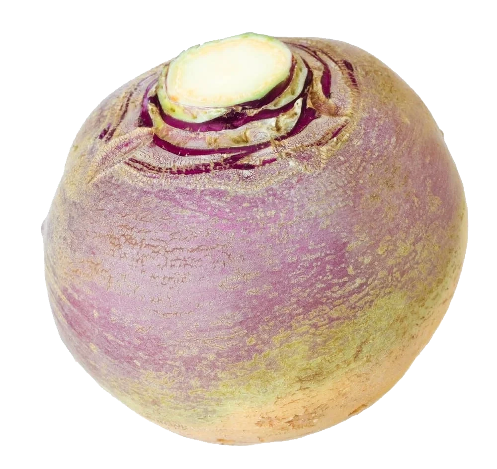 Stor Kålrot